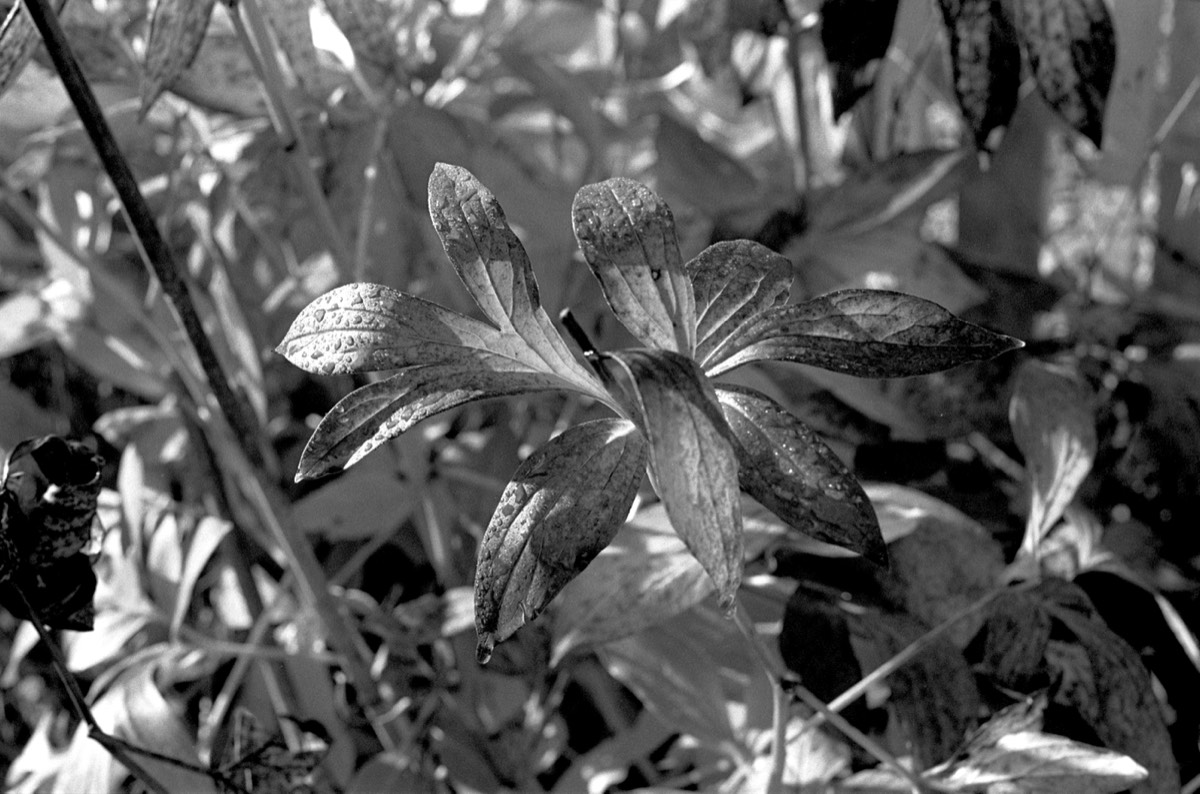 Stacks Image 5